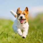 Okoscsont tarthatja aktívan a kutyákat