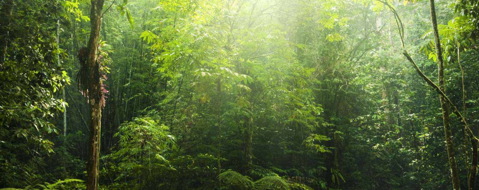 Így segíthet az IoT az esőerdők megmentésében