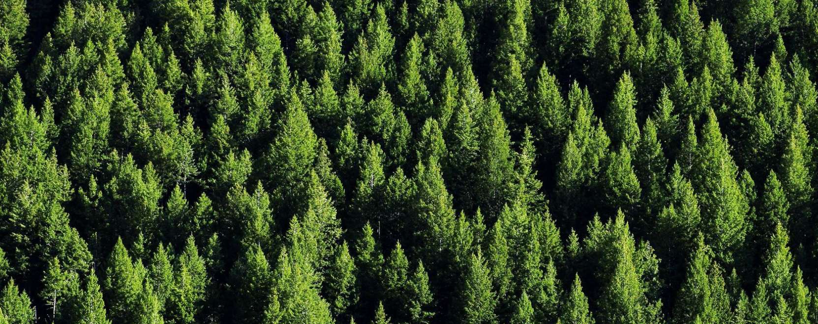 Felhőalapú erdészeti alkalmazást fejleszt egy magyar cég