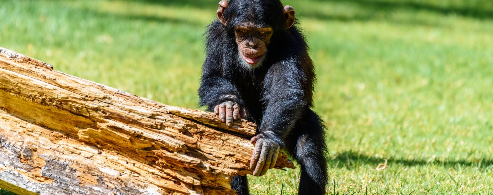 Arcfelismeréssel küzdenek a csimpánzok kereskedelme ellen