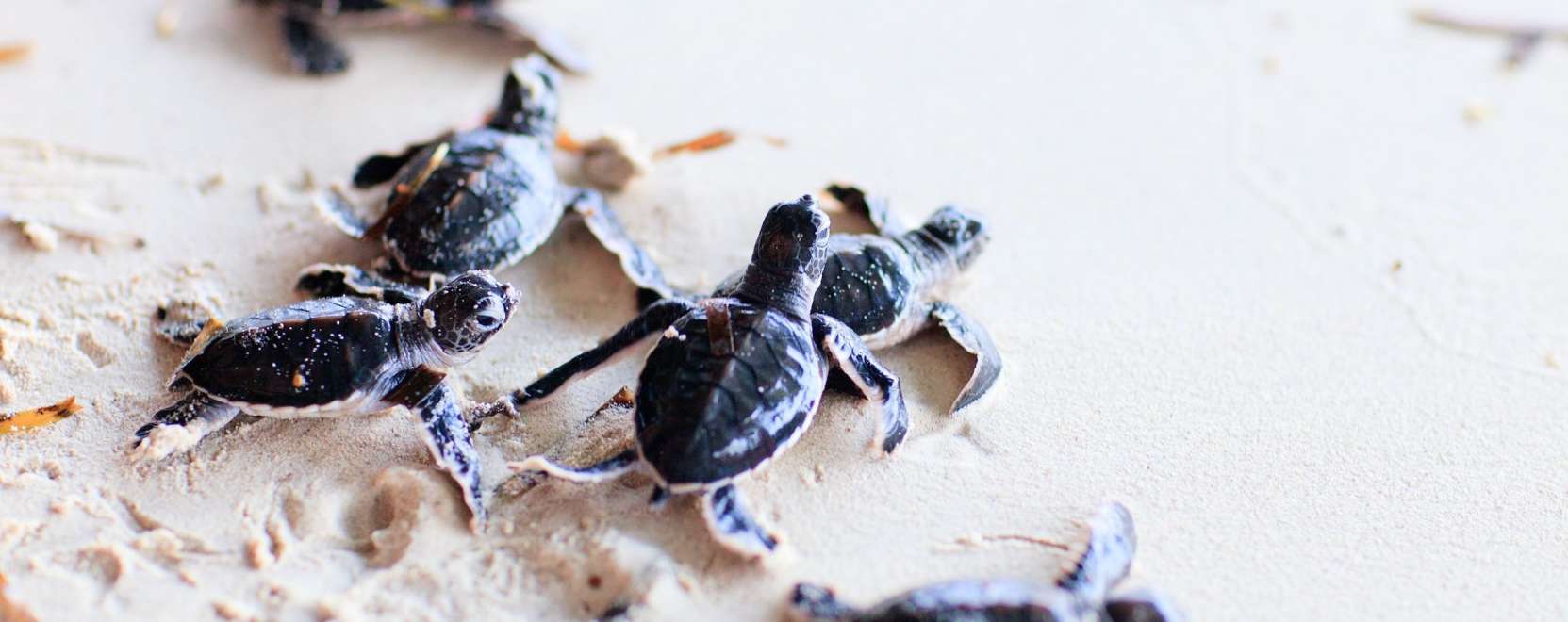 Állatmentés okosan: teknősöket figyelnek az okosérzékelők
