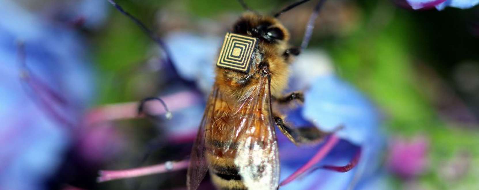 Mézes madzag: hová tűnnek a méhek?