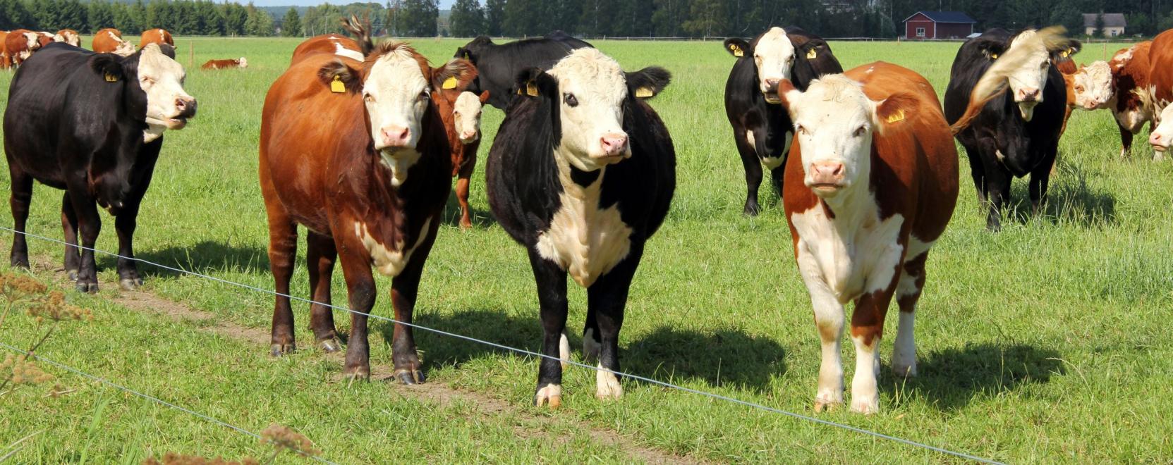 A szarvasmarhák sántaságát szűrné ki a CowBaj algoritmusa