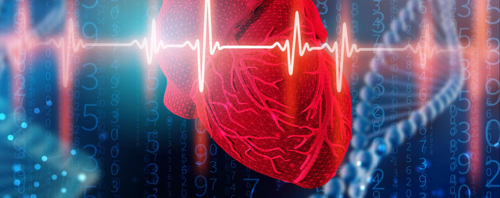 Ez az új mesterséges szív a beteggel összhangban dobog
