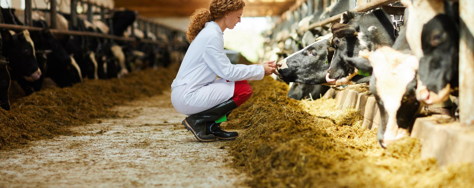 Diétára foghatják a teheneket a metánkibocsátás miatt?