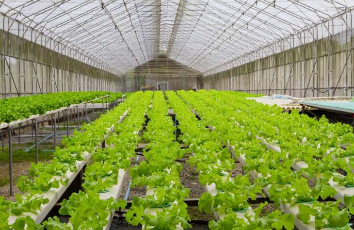 Japánban robotok ültetik a salátát 