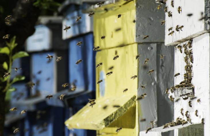 Lehallgatják a kutatók a méheket