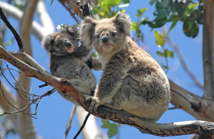 Drónok hozhatnak áttörést a koalák megfigyelésében