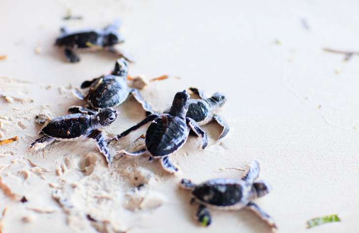 Állatmentés okosan: teknősöket figyelnek az okosérzékelők