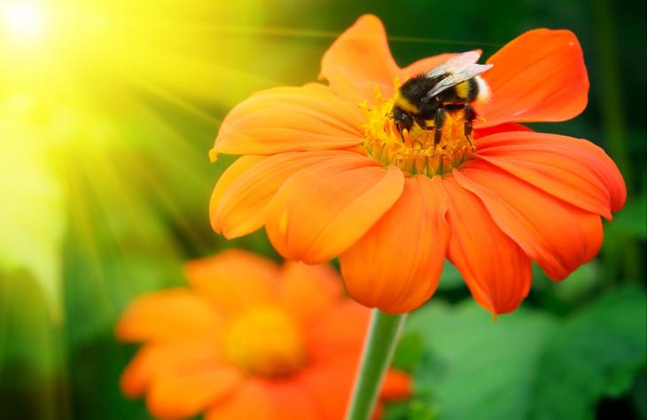 Hogyan válhat az okostechnológia a méhek megmentőjévé?