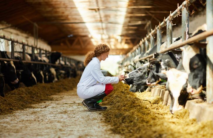 Diétára foghatják a teheneket a metánkibocsátás miatt?