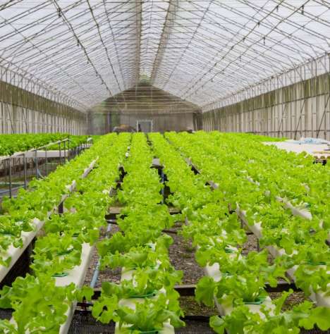 Japánban robotok ültetik a salátát 