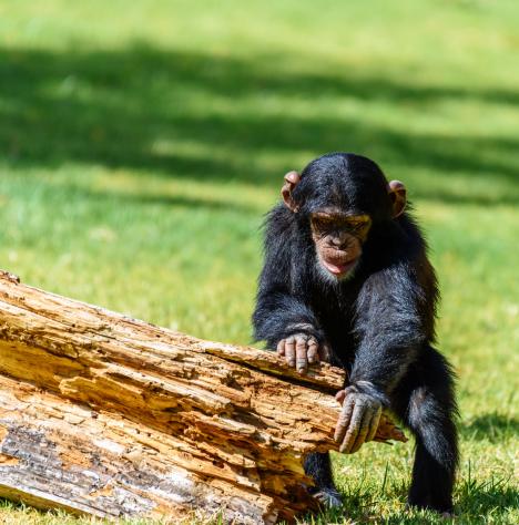 Arcfelismeréssel küzdenek a csimpánzok kereskedelme ellen