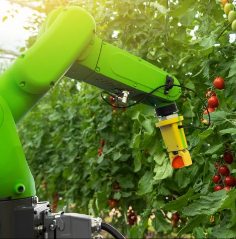 Robotkertész könnyítheti meg az üvegházi munkát