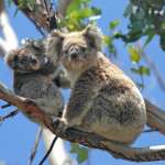 Szenzorok és drónok vigyáznak a koalákra