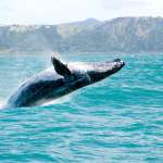 A bálnakutatókat is segítik a drónok