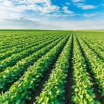 Digitalizáció a mezőgazdaságban: újabb trendek