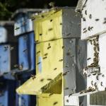 Lehallgatják a kutatók a méheket