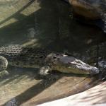 Ausztrália drónokat vetne be a krokodilok észleléséhez